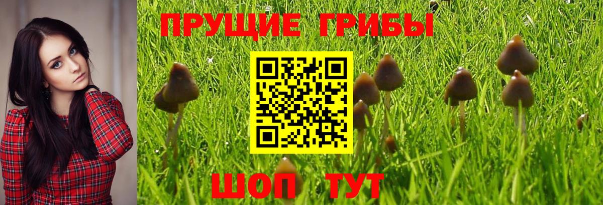 Дивногорск  Псилоцибиновые грибы Cubensis  Вход с VPN  Псилоцибиновые грибы Cubensis 